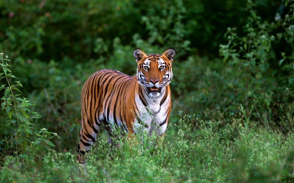 Evolve Back Kabini Begūr Buitenkant foto